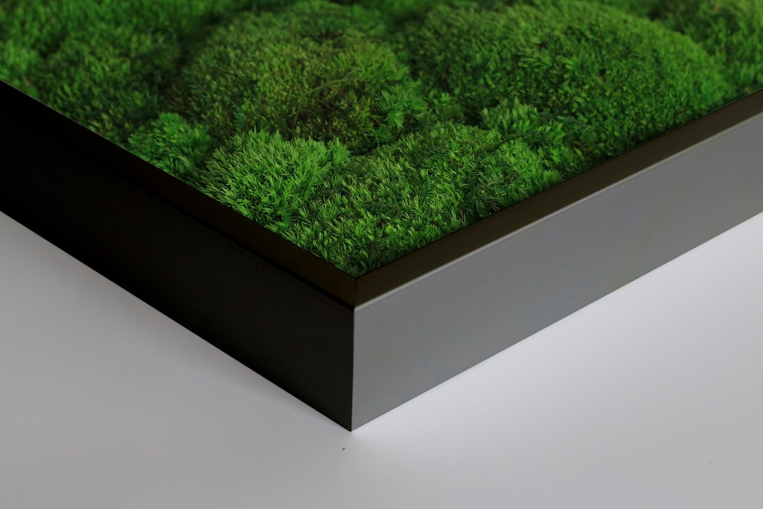 plant and moss wall black frame option