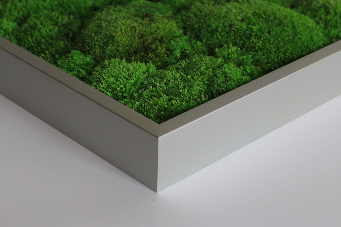 plant and moss wall silver frame option