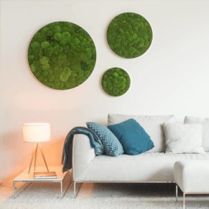 white wall with circular frames of moss and a sofa against it