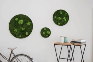 white wall with circular frames of moss
