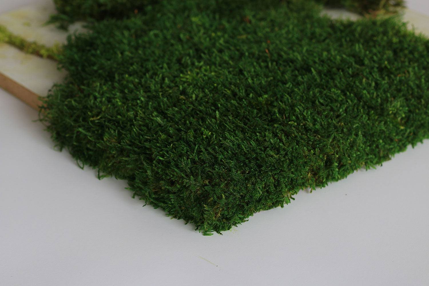 plant and moss wall green edge option